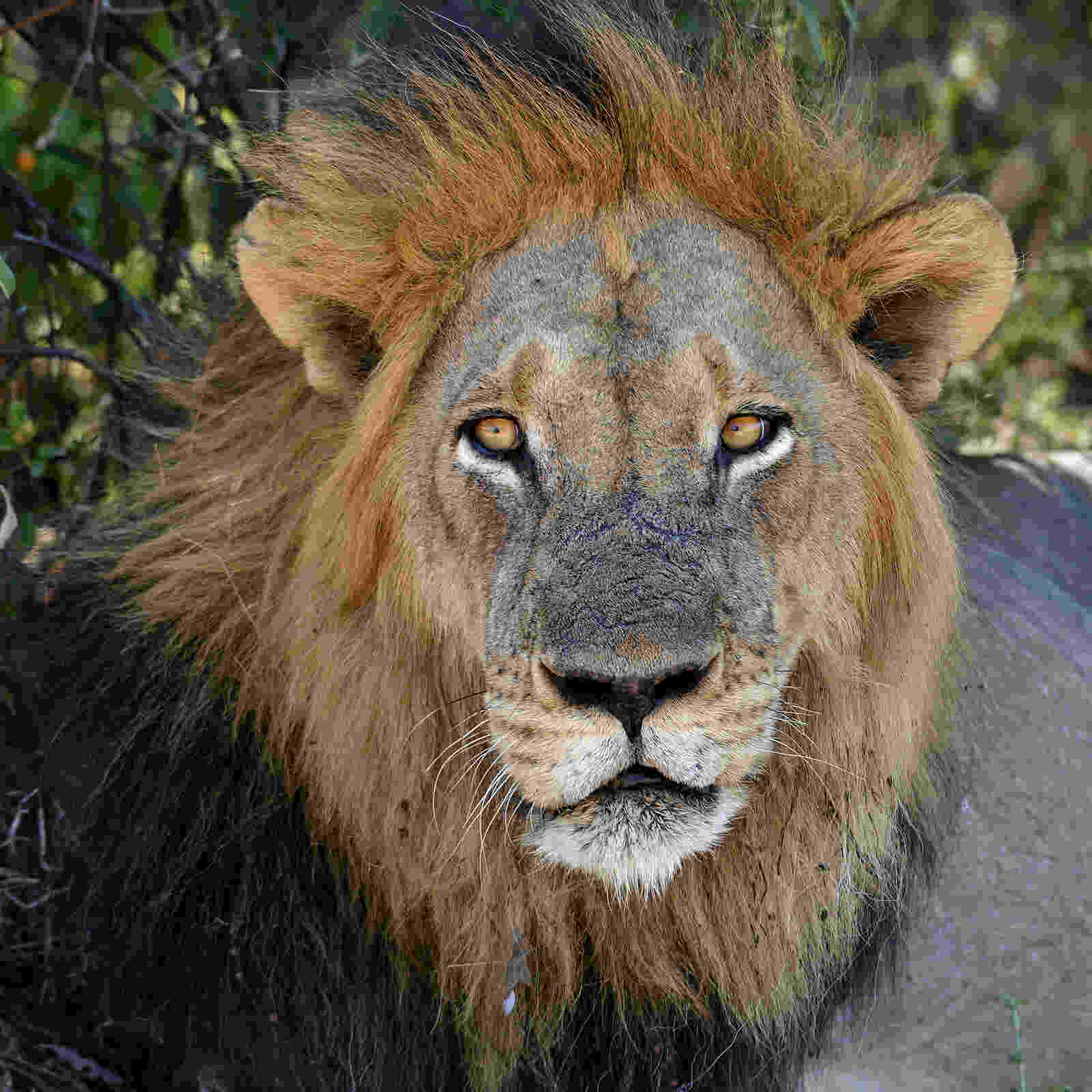 lion