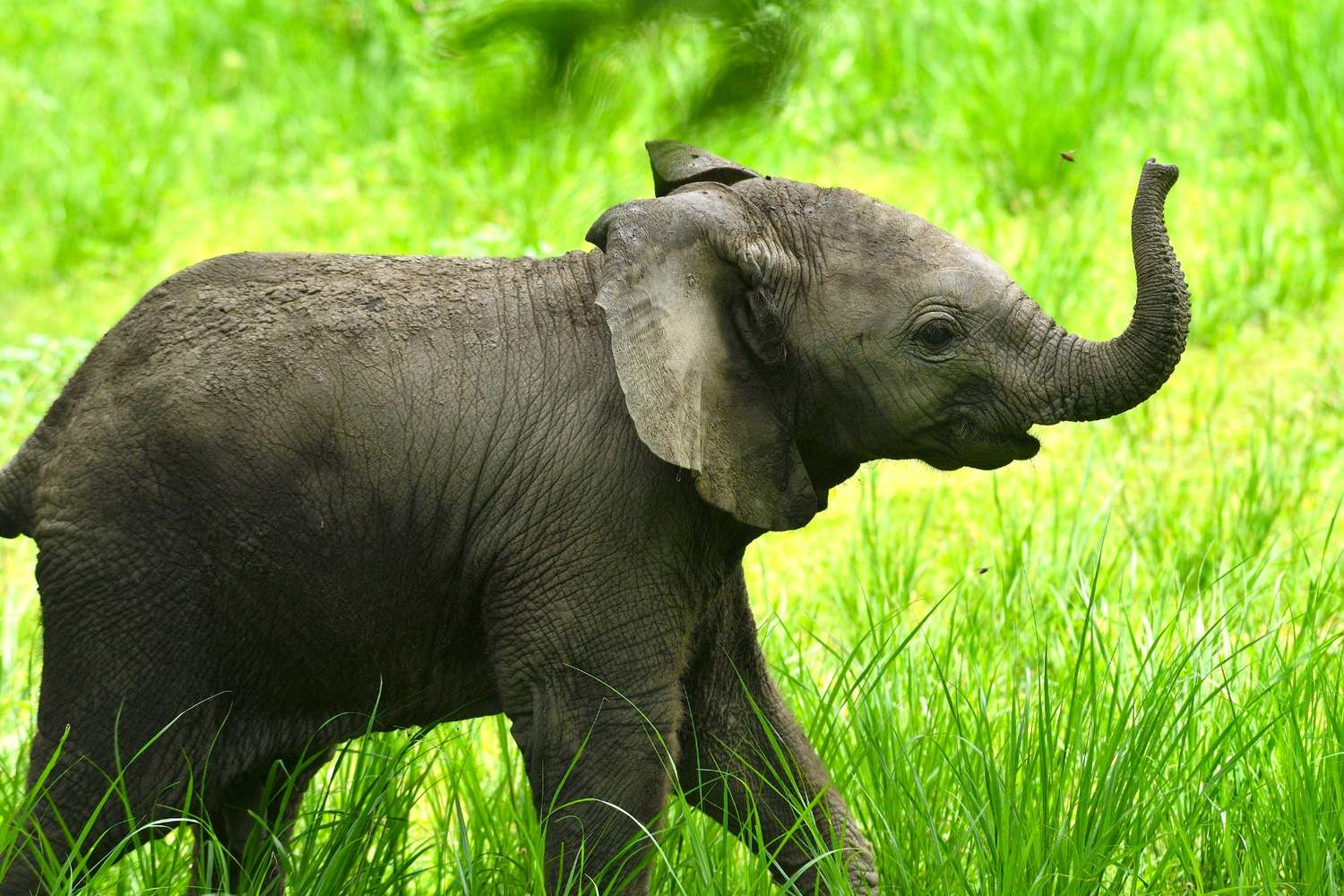 babyelephant qo6umtqle7 xxdh5yhgxxg